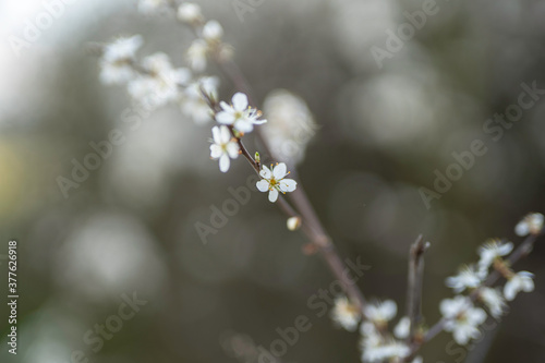 blurred digital background spring blossom branches concept  © Lumistudio