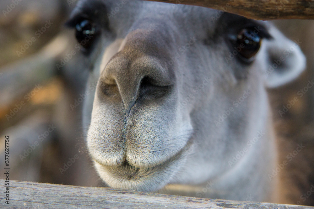 Fototapeta premium Lama Guanaco z rodziny wielbłądowatych w zoo