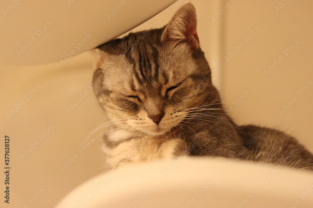 酸っぱい表情の猫アメリカンショートヘア
American shorthair cat with a sour look.