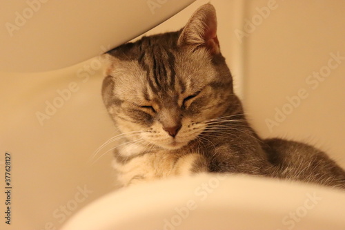 酸っぱい表情の猫アメリカンショートヘア American shorthair cat with a sour look.