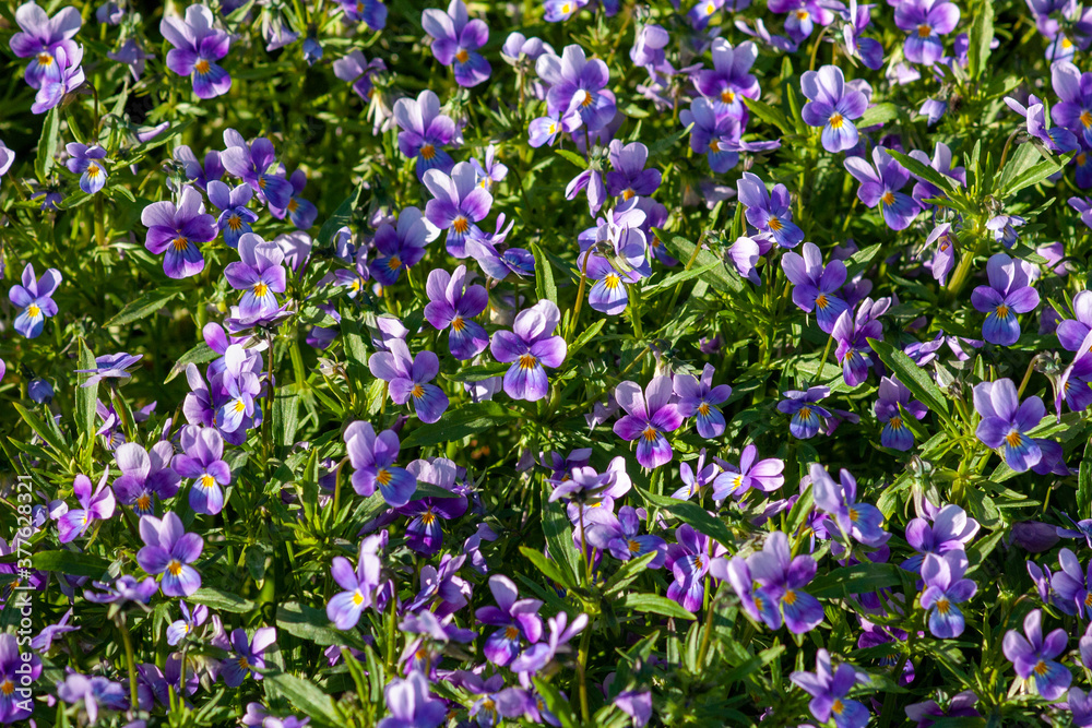 Bright lilac violets on a Sunny day.