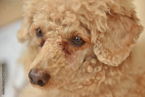 トイプードル（ペット／犬）と共に過ごす日々