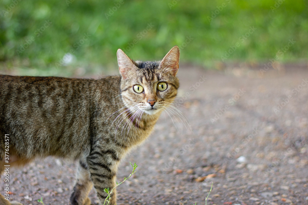 cat with slanting eyes, a black-brown striped cat walks through green grass along the road, looks at the camera