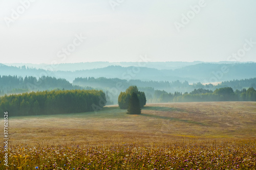 foggy morning with trees and a field