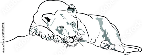 vector lioness relax