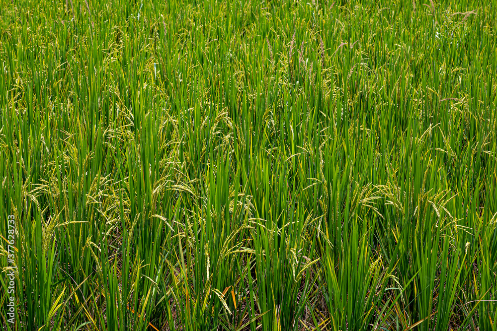 Rice paddy Rice paddy