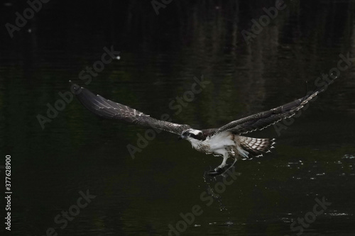 osprey in flight