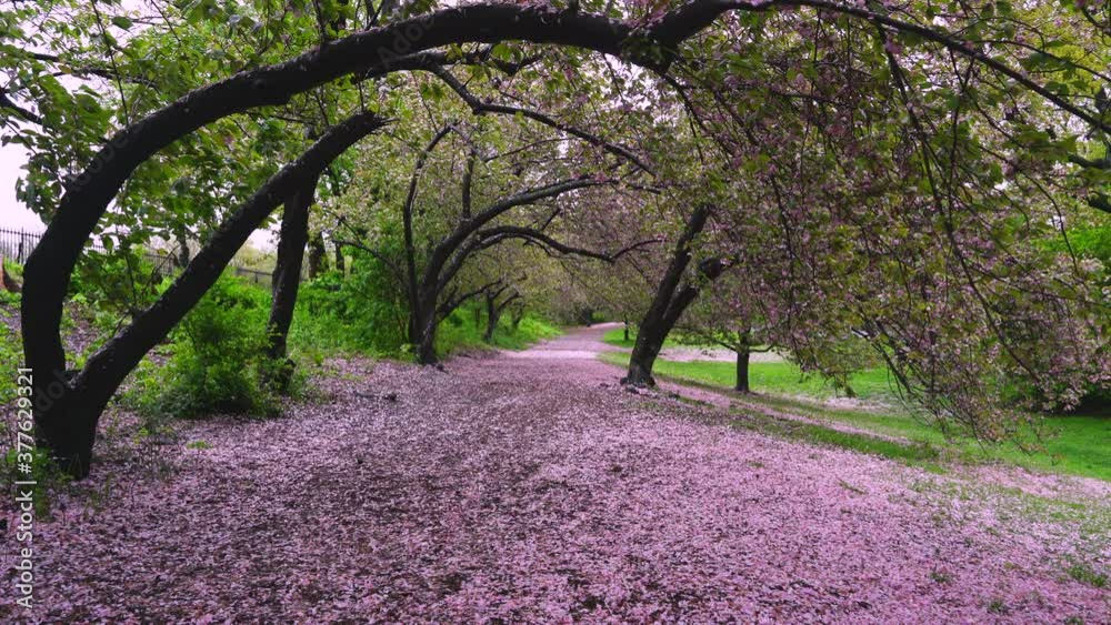 Myriad of fallen Cherry petals cover the footpath under the rows of Cherry trees in the rainy morning at Central Park New York City NY USA on May 05 2019. Myriad of fallen Cherry petals cover the footpath under the rows of Cherry trees in the rainy morning at Central Park New York City NY USA on May 05 2019.