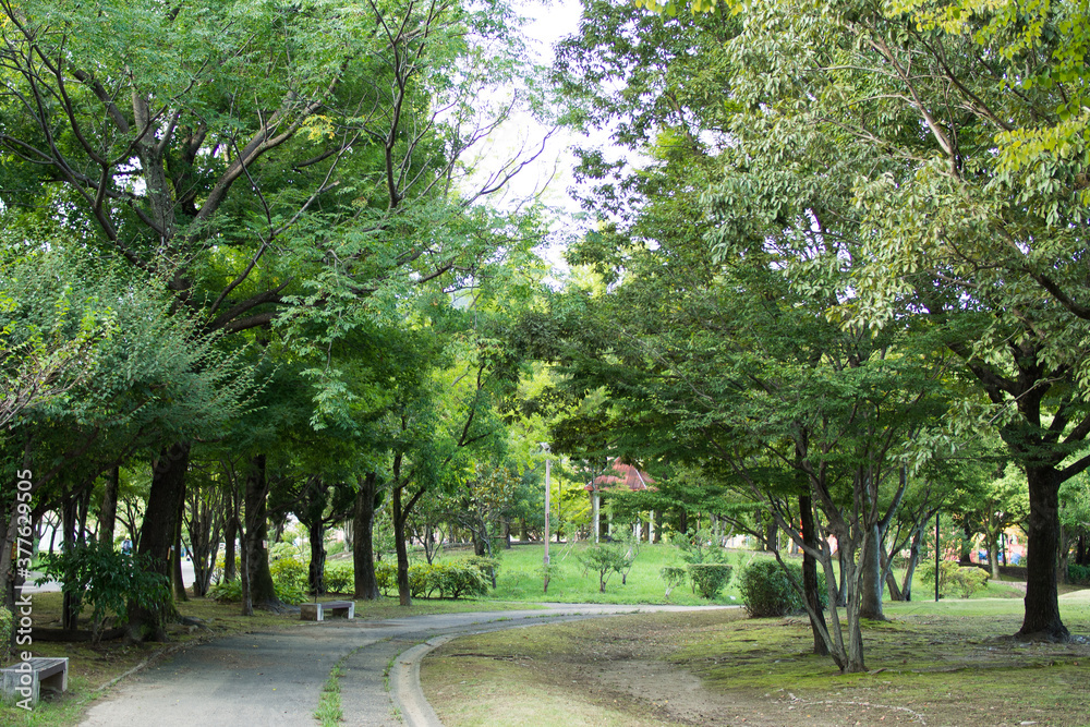 Fototapeta premium 日本の岐阜県の公園