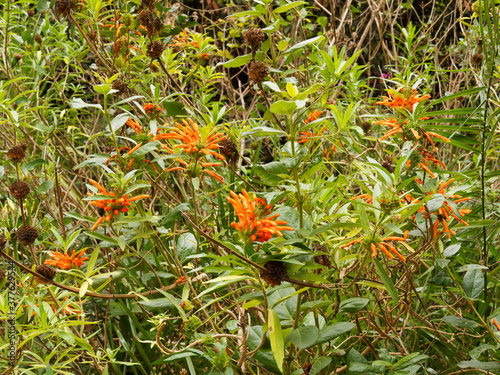 (Leonotis leonurus) Queue de Lion ou Dagga sauvage à floraison tubulaires orangée en couronne sur tige dressée, velue aux feuilles vert foncé, étroites, lancéolées, crénelées et aromatiques photo