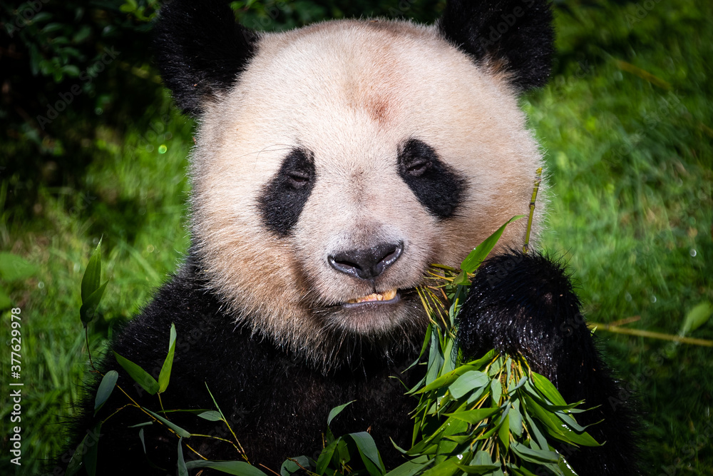 Panda eats bamboo in the forest Panda eats bamboo in the forest