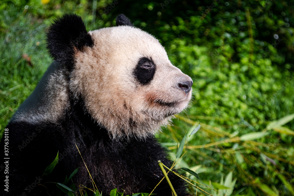 Obraz premium Panda eats bamboo in the forest