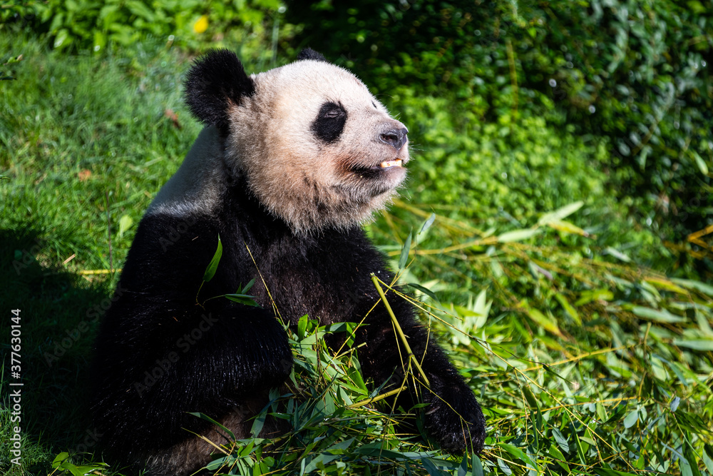 Obraz premium Panda eats bamboo in the forest