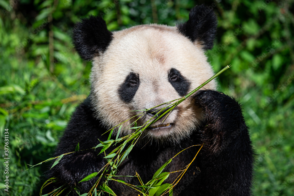 Panda eats bamboo in the forest Panda eats bamboo in the forest