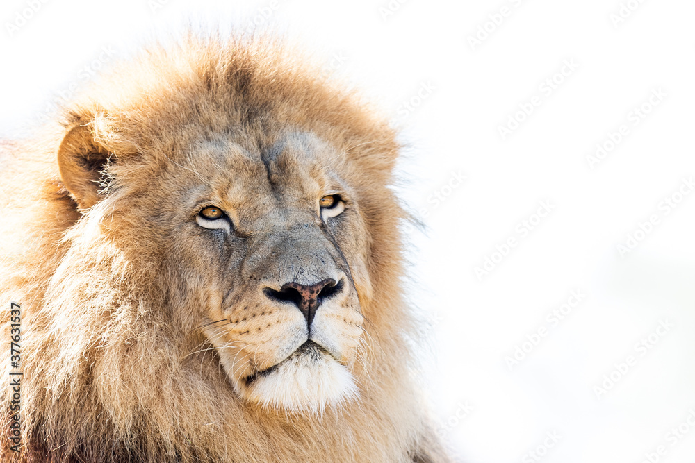 Portrait of Lion in the forest