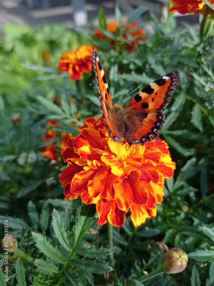 A butterfly sitting on a bright flower, against a background of flowers and plants A butterfly sitting on a bright flower, against a background of flowers and plants