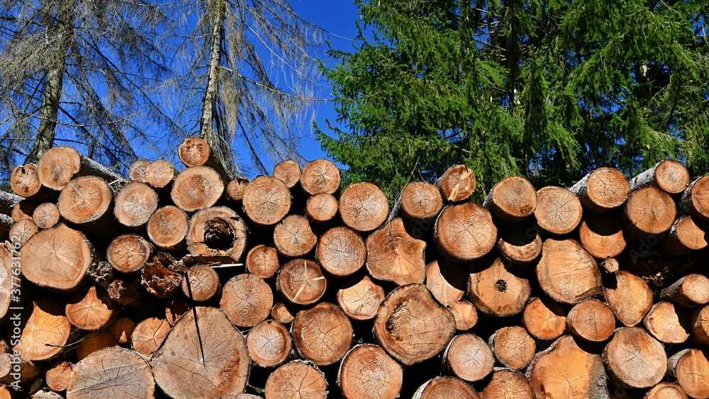 Logs of wood. Abstract nature background with wood in the forest. Logs of wood. Abstract nature background with wood in the forest.