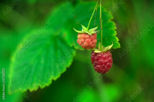 Red raspberries on a green Bush in the garden