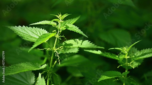 Beautiful nettle in nature with sun. (Urtica dioica) photo