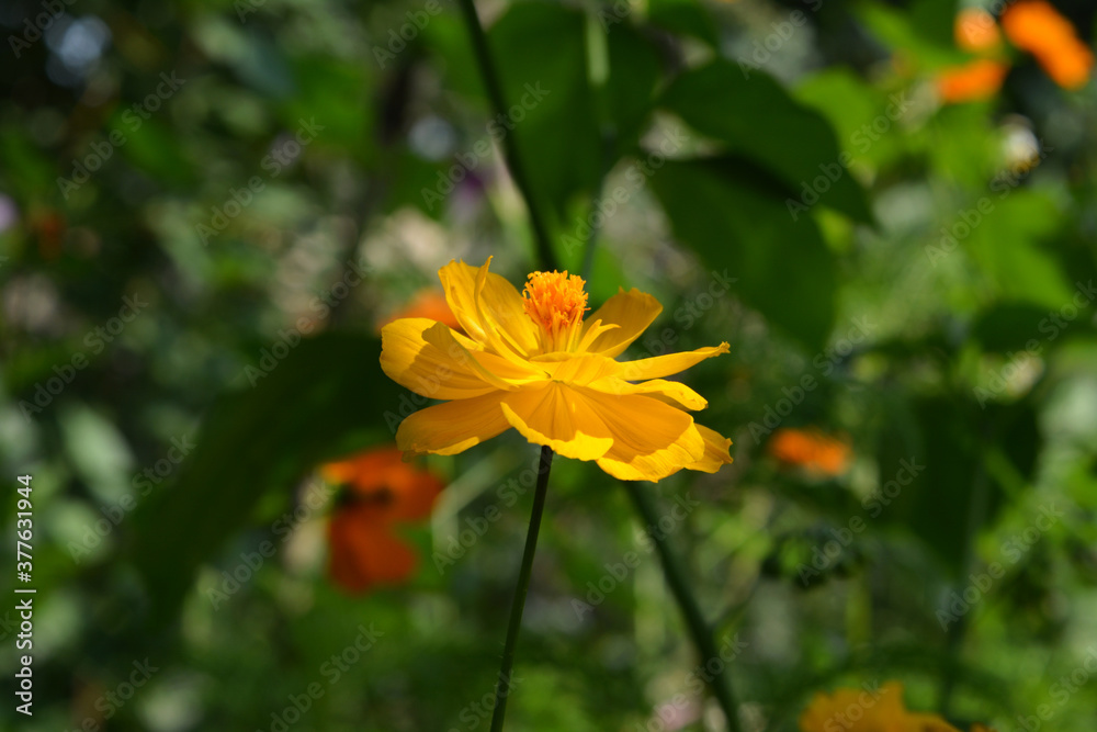 Bright yellow cosmos flower on blurred background. Summer garden