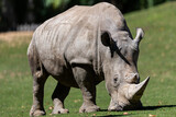White Rhino in the meadow