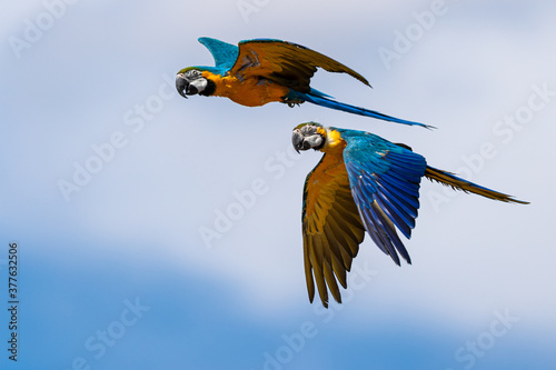 Blue-and-yellow Macaw flying in the forest