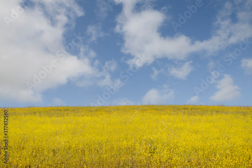 view of nice yellow flower meadow with blue sky on the background 