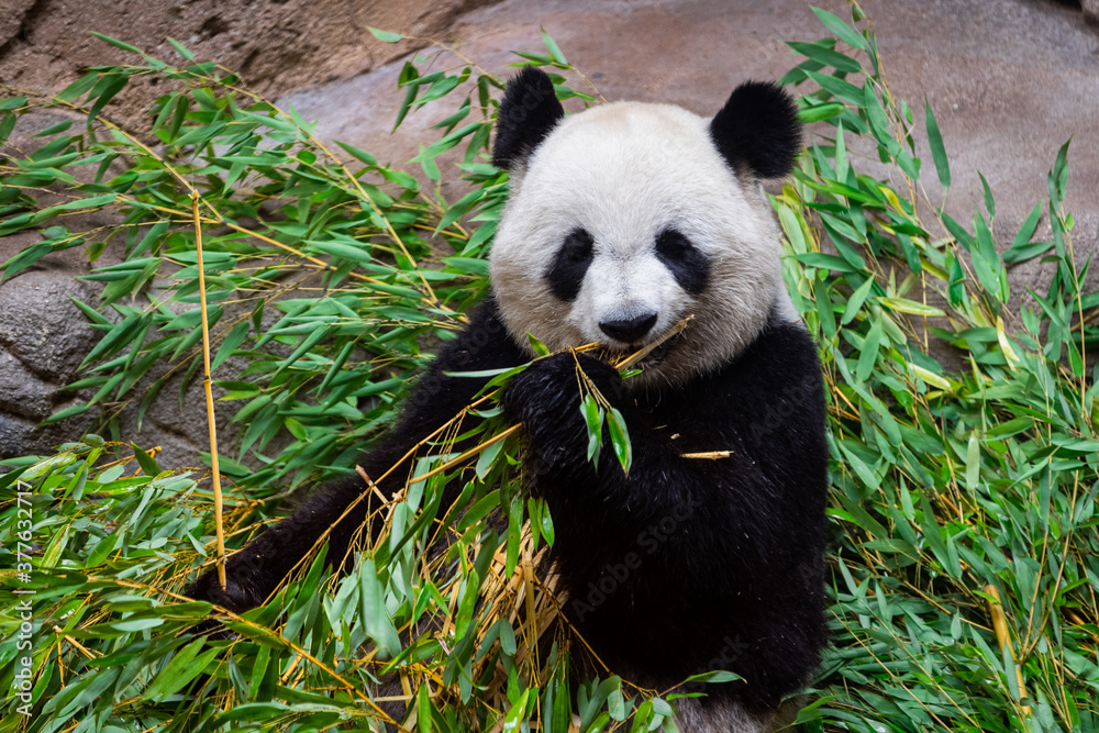 Obraz premium Panda eats bamboo in the forest