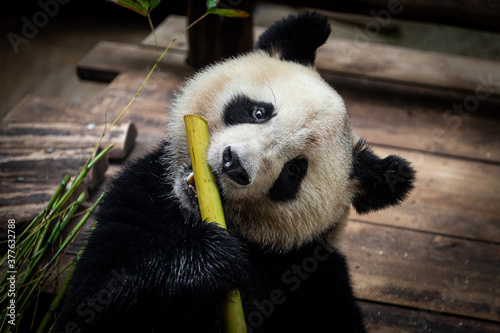 Panda is playing with bamboo
