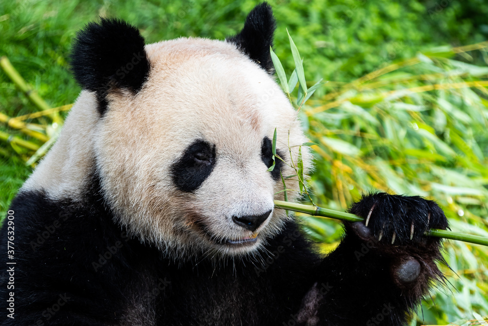 Panda eats bamboo in the forest Panda eats bamboo in the forest