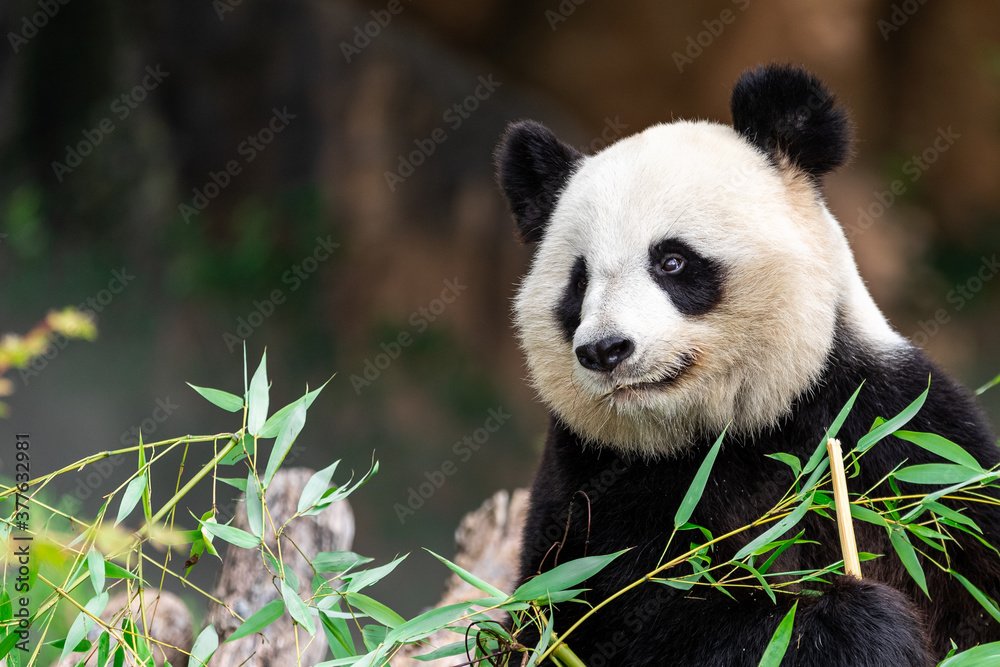 Fototapeta premium Panda eats bamboo in the forest