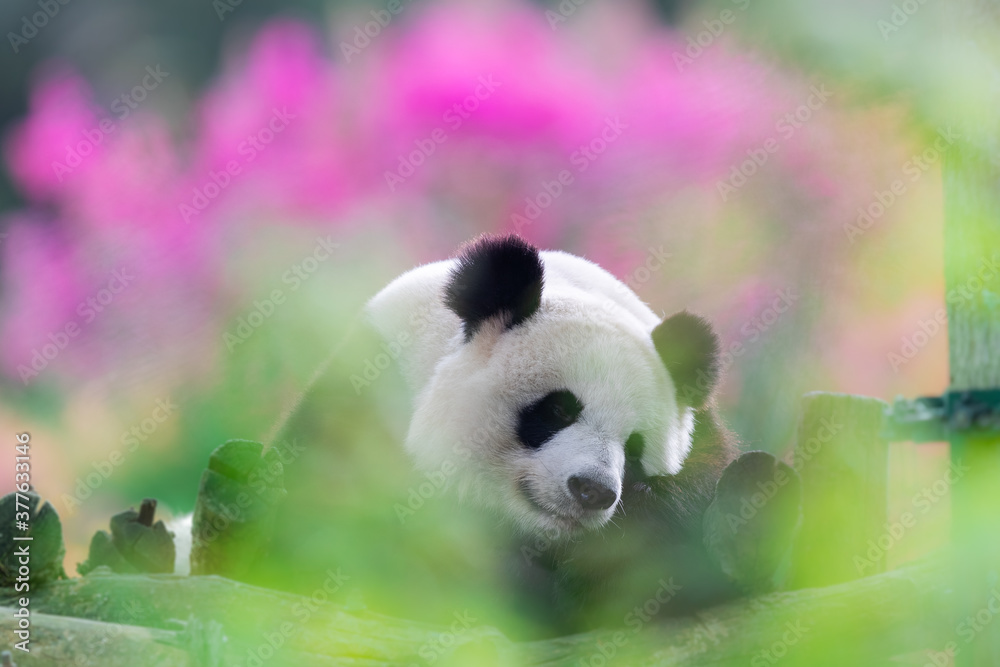 Fototapeta premium Panda is resting on trees in a very colorful atmosphere