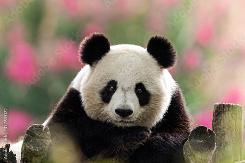 Panda is resting on trees in a very colorful atmosphere © AB Photography