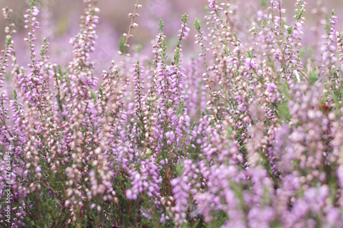 beautiful violet heather flowers
