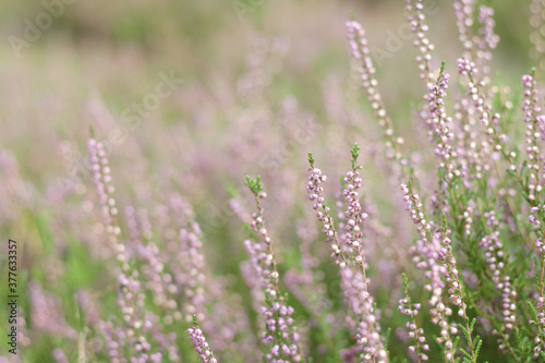 beautiful violet heather flowers