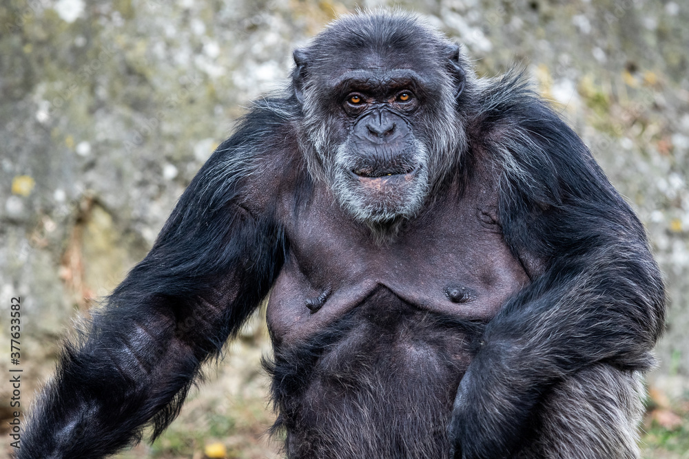  Chimpanzee resting in the forest