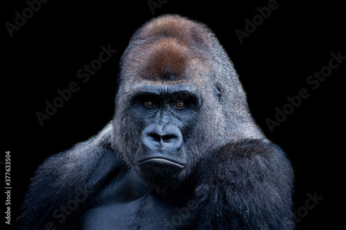 Fotografie, Obraz Portrait of silverback gorilla with black background