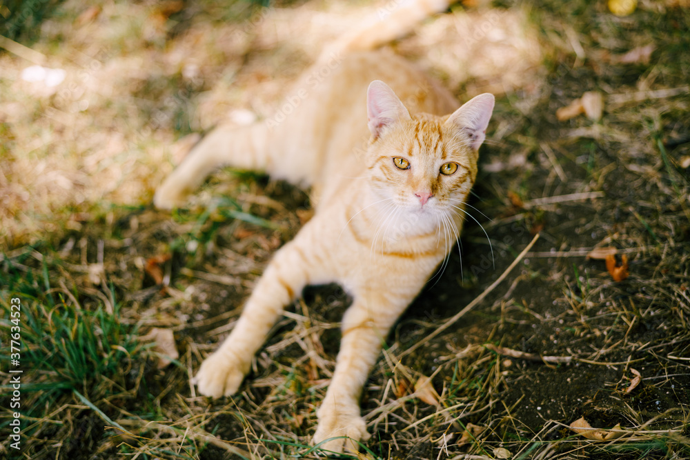 A ginger cat lies on the grass in a clearing.