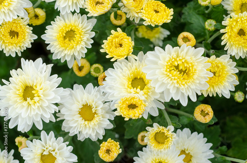 Blooming white beautiful chrysanthemum flowers with blur pattern background