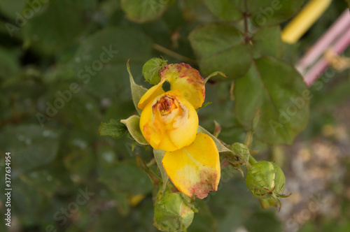 close-up: small unexpanded yellow rose blossom photo