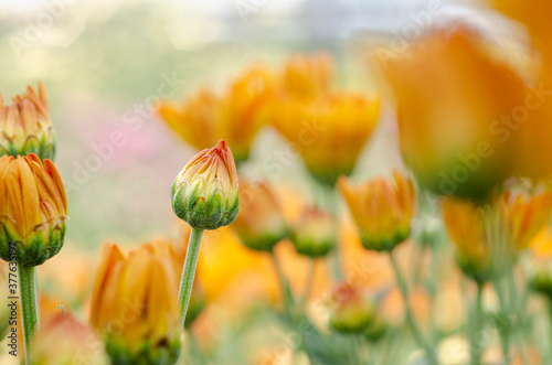 Yellow beautiful chrysanthemum blooming blurred with blur pattern background.