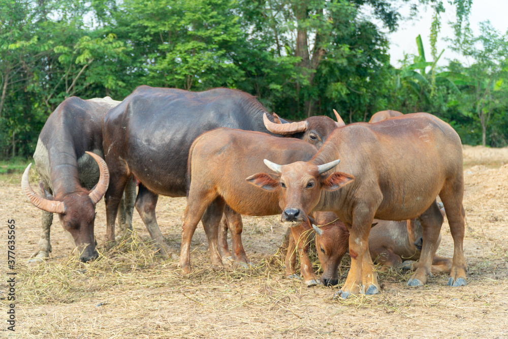 Obraz premium A group of buffalo and crow that are eating grasses in the green farm at country side and eating some food