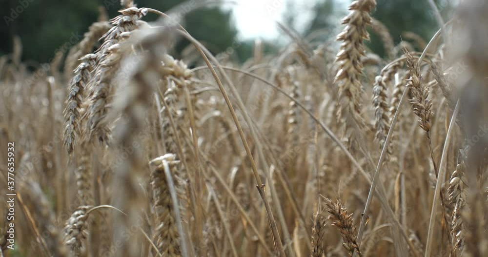 spikelets of wheat spike in the wind spikelets of wheat spike in the wind