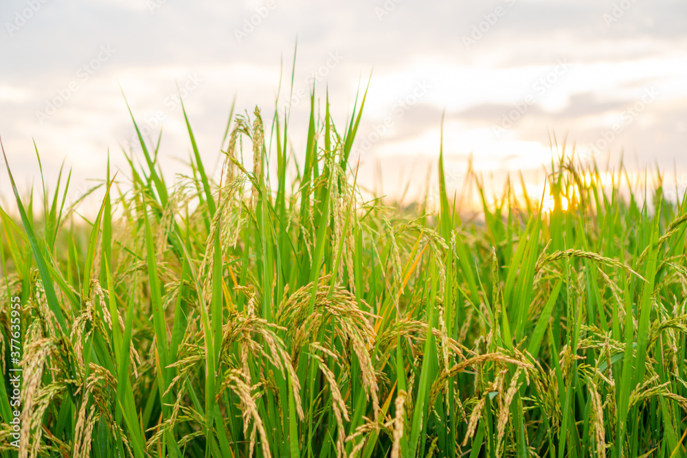 Rice field, close up yellow rice seed ripe and green leaves and cloudy on nature background