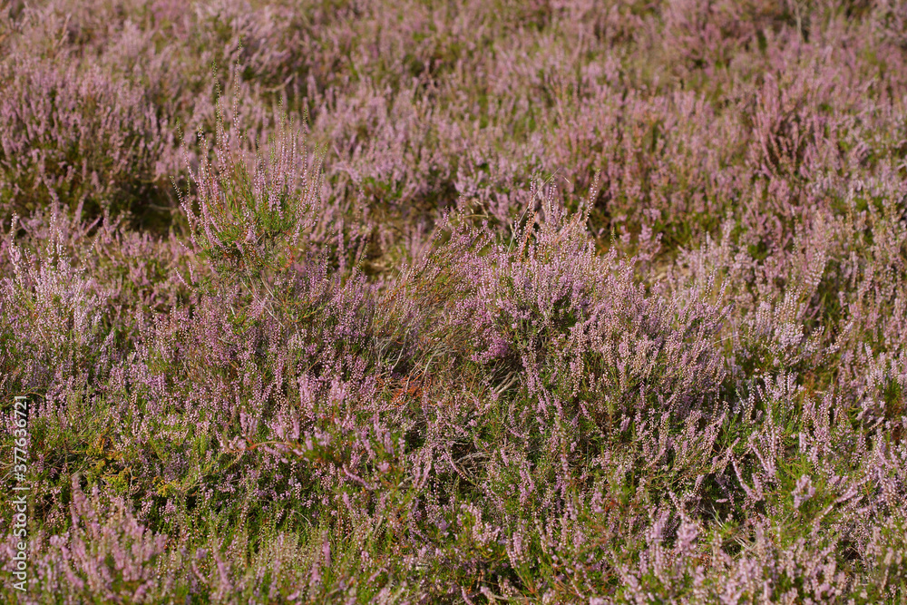 Fototapeta premium Blühende Heide (Calluna vulgaris) , hintergrund, Lüneburger Heide, Deutschland, Europa