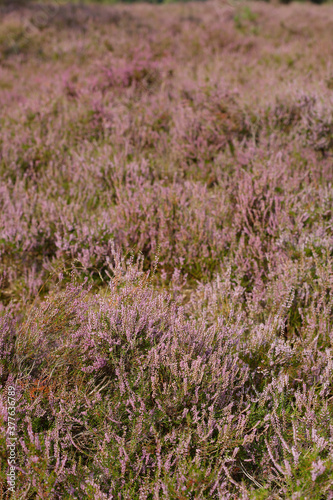 Blühende Heide (Calluna vulgaris) , hintergrund, Lüneburger Heide, Deutschland, Europa