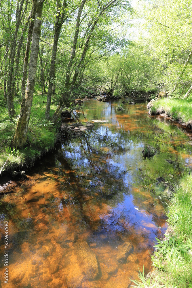 Obraz premium tourbières sur le plateau des mille vaches