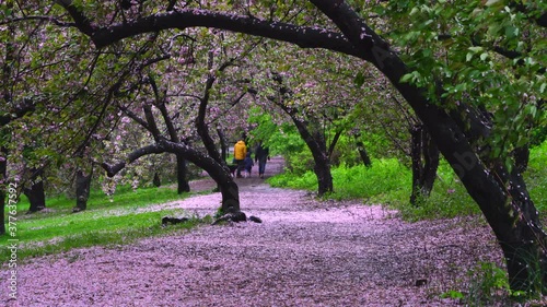 Myriad of fallen Cherry petals cover the footpath under the rows of Cherry trees in the rainy morning at Central Park New York City NY USA on May 05 2019. People walk on the myriad of fallen Cherry pe
