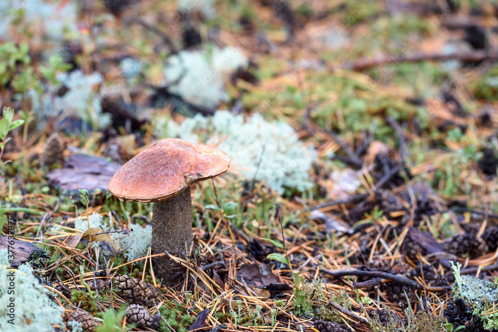Edible mushroom boletus with red hat grows on white moss on an autumn day in the forest. Edible mushroom boletus with red hat grows on white moss on an autumn day in the forest.