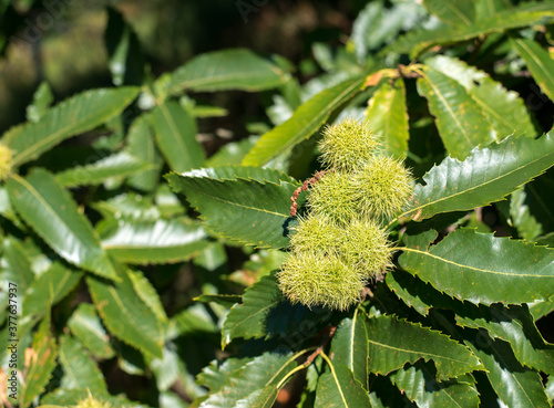 Ripening tubers on a sweet chestnut or Castanea sativa tree.